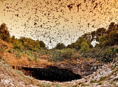 Bats fly out of Bracken Cave at sunset.