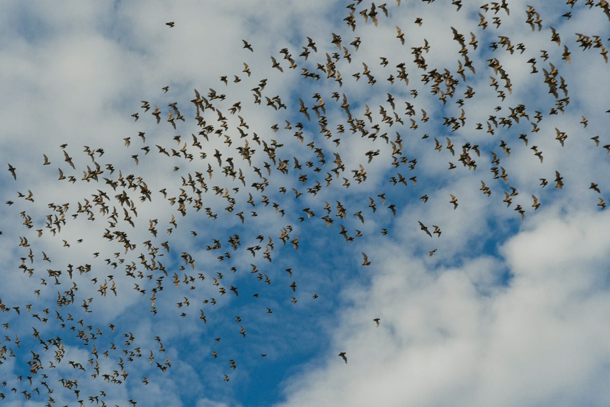 Bats with clouds in the background at Bracken Cave Preserve