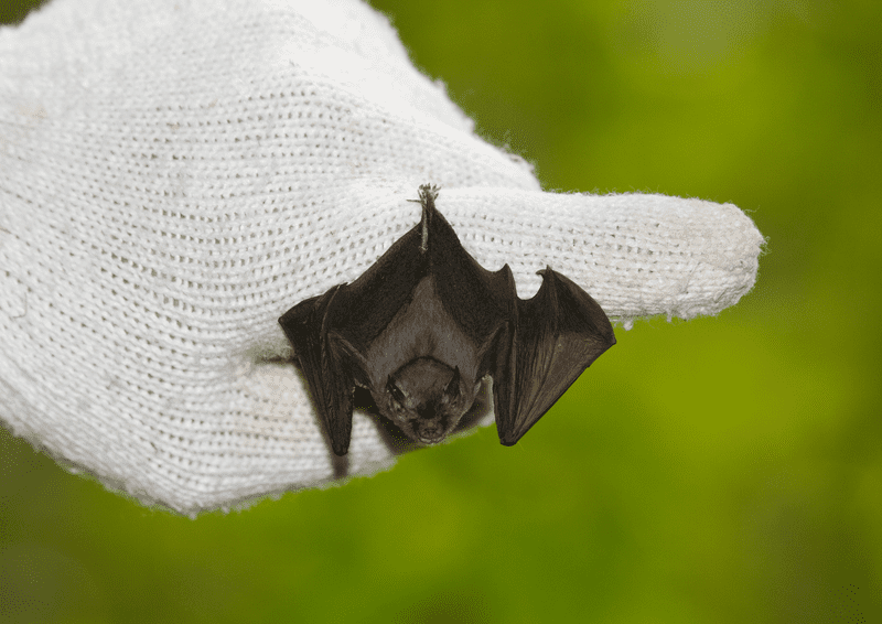 Kitti's hog-nosed bat, bumblebee bat