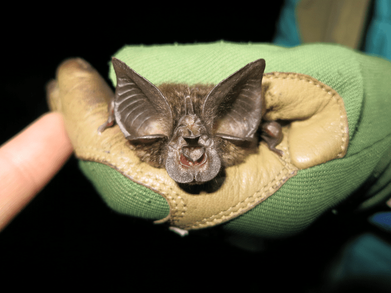Hills Horseshoe Bat Survey - Rwanda 2019