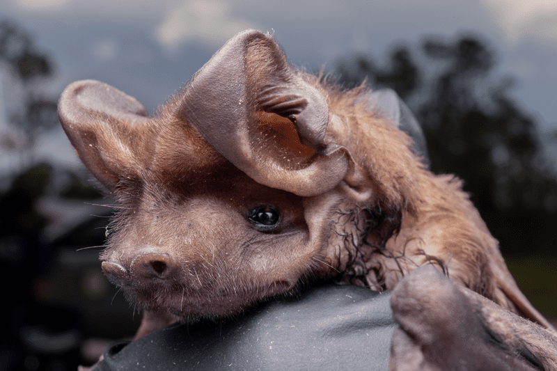 Florida bonneted bat