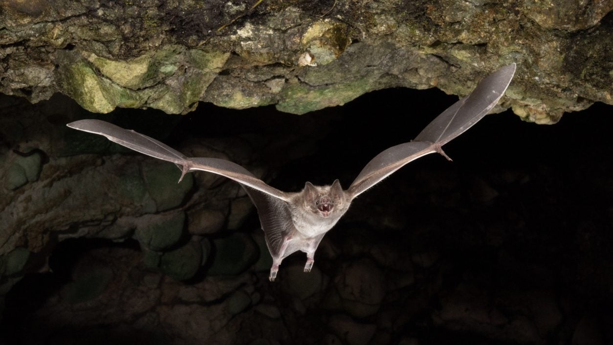 Five False Myths About Bats…And One That’s Actually True - Bat ...
