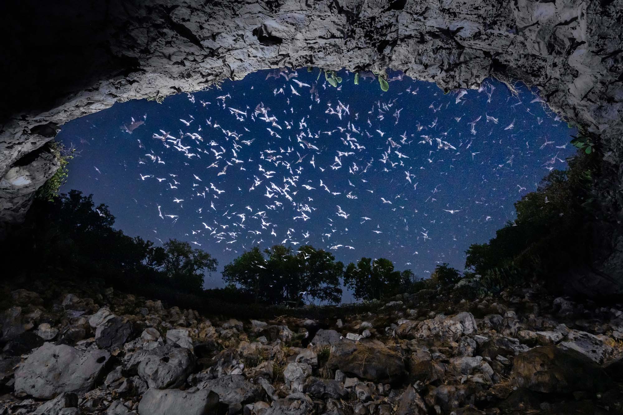 Superlative Bats Bat Conservation International 