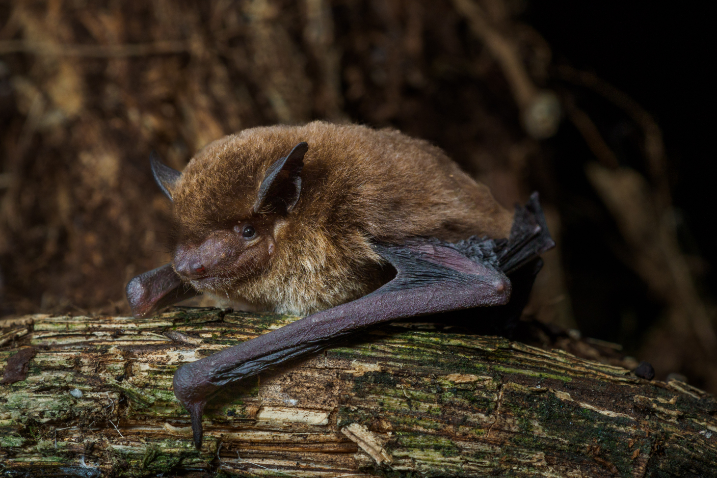 1,500th Bat Species Discovered in Africa's Equatorial Guinea - Bat ...