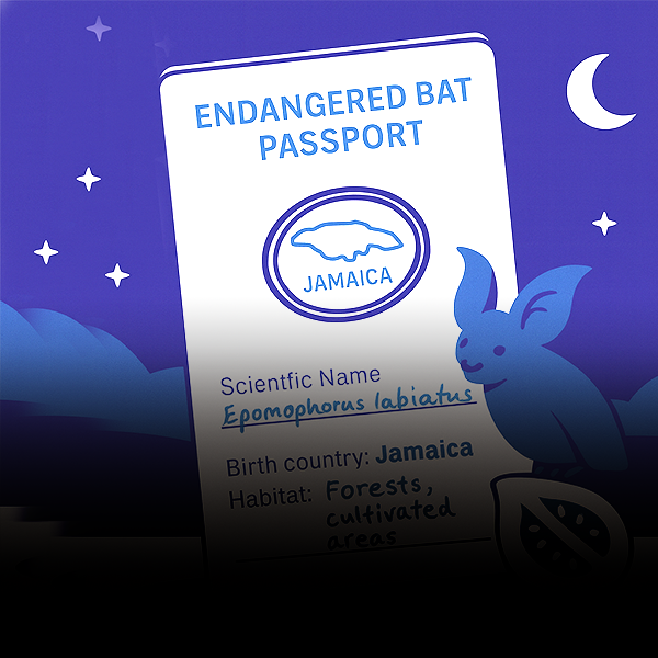 Resources Archive - Bat Conservation International
