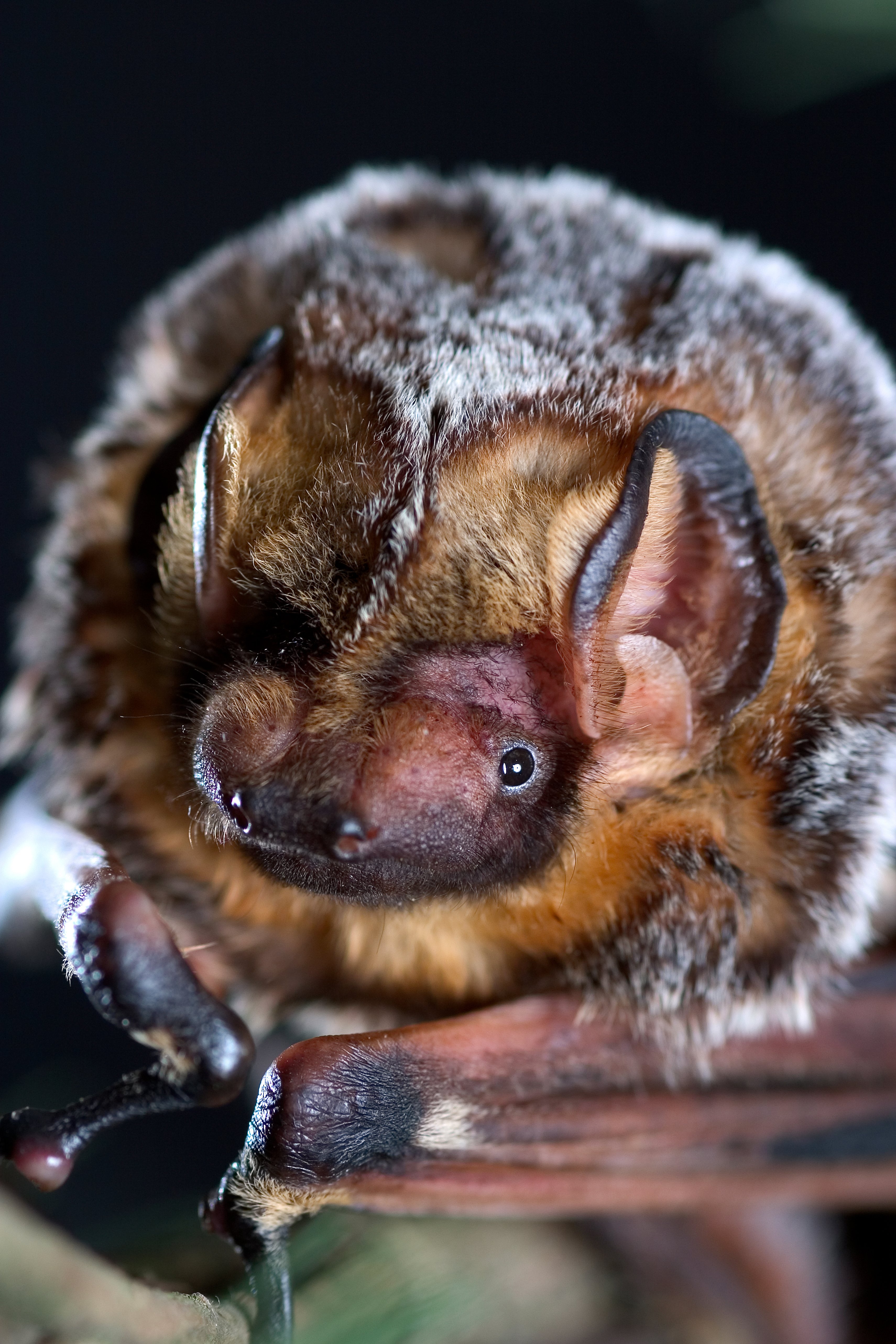 Hoary Bat