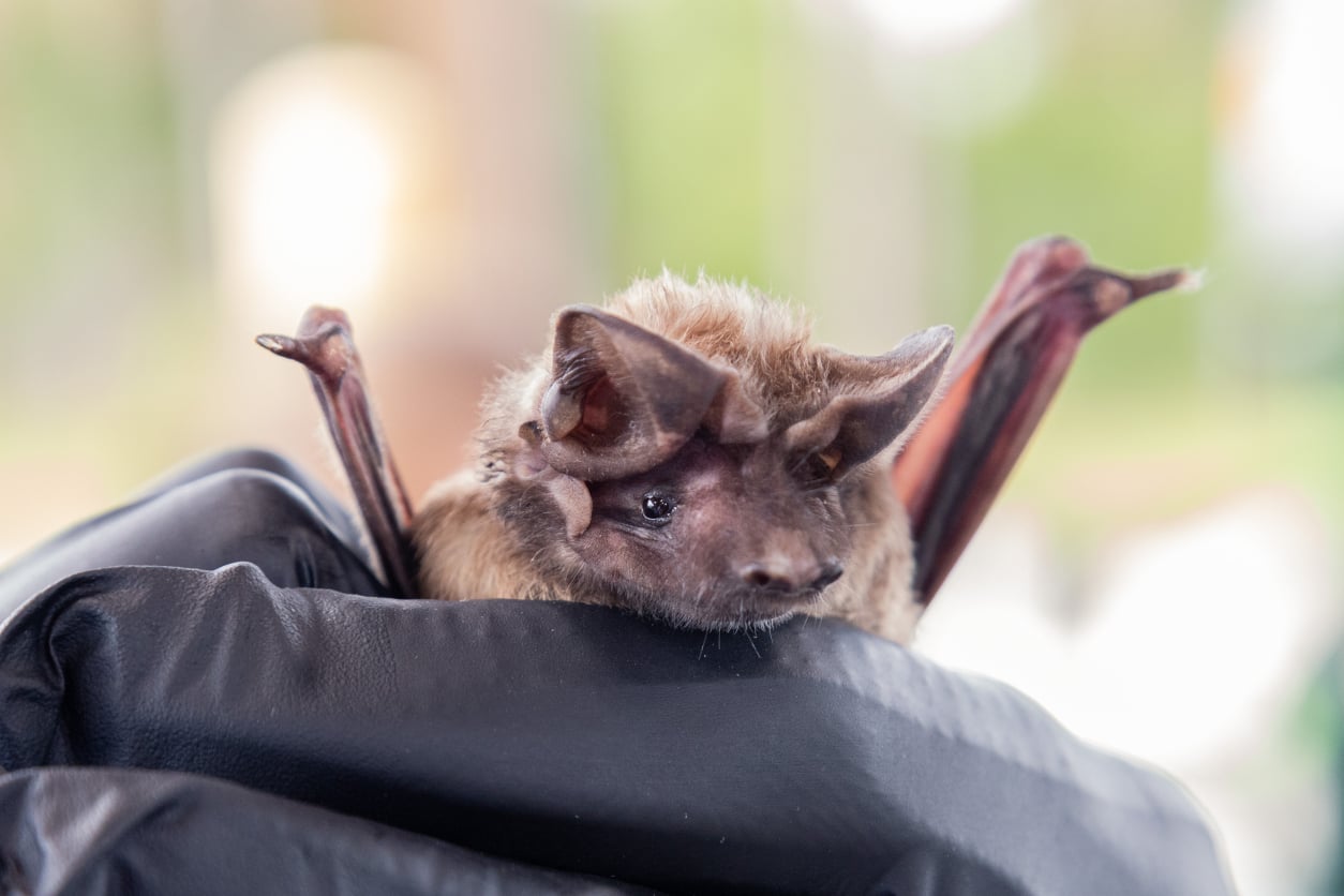 A bat sits calmly in a scientist's hand.