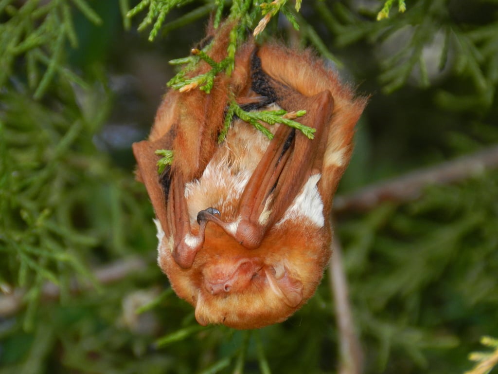 Farm Rattle Bat Agricultural Allstars - Bat Conservation International