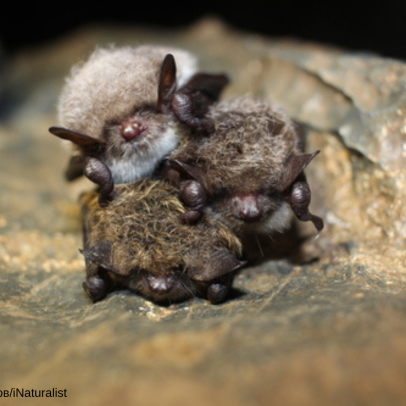 siberian bat